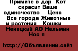 Примите в дар. Кот скрасит Ваше одиночество. › Цена ­ 0 - Все города Животные и растения » Кошки   . Ненецкий АО,Нельмин Нос п.